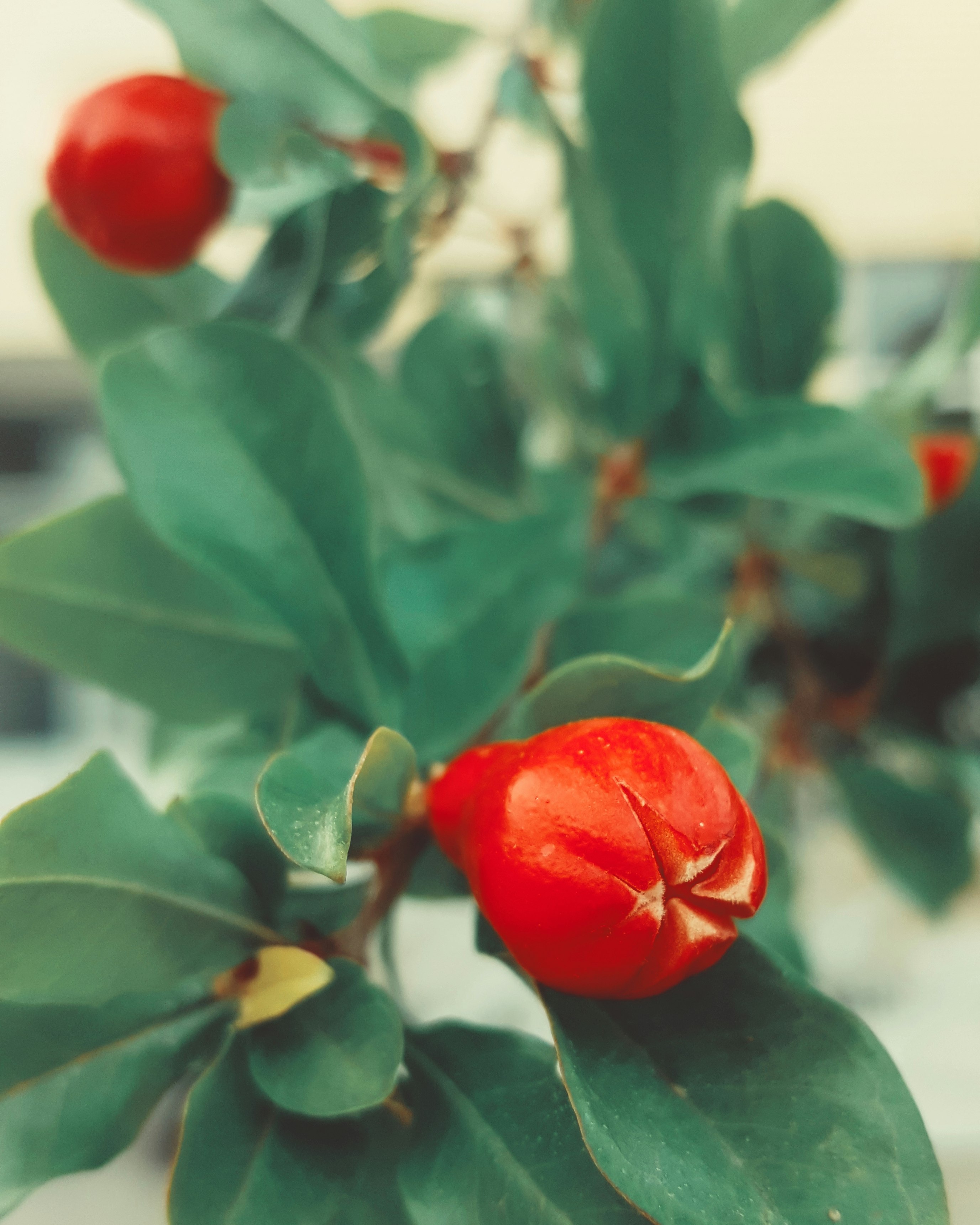 red flowers during daytime